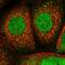 Nitric Oxide Synthase 1 Adaptor Protein antibody, HPA030066, Atlas Antibodies, Immunofluorescence image 