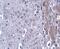 Matrilin 4 antibody, PA5-20735, Invitrogen Antibodies, Immunohistochemistry paraffin image 