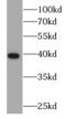 Arginase-2, mitochondrial antibody, FNab00542, FineTest, Western Blot image 