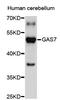 Growth Arrest Specific 7 antibody, STJ23751, St John