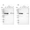 SMU1 DNA Replication Regulator And Spliceosomal Factor antibody, PA5-53962, Invitrogen Antibodies, Western Blot image 