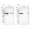 WD40 repeat-containing protein SMU1 antibody, PA5-53962, Invitrogen Antibodies, Western Blot image 