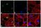 Paxillin antibody, 44-1022G, Invitrogen Antibodies, Immunofluorescence image 