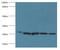 Hydroxysteroid 17-Beta Dehydrogenase 10 antibody, LS-C371996, Lifespan Biosciences, Western Blot image 