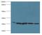 3-hydroxyacyl-CoA dehydrogenase type-2 antibody, LS-C371996, Lifespan Biosciences, Western Blot image 