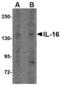 Interleukin 16 antibody, LS-C82909, Lifespan Biosciences, Western Blot image 