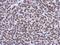 Emerin antibody, NBP2-16326, Novus Biologicals, Immunohistochemistry paraffin image 