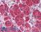Myocyte Enhancer Factor 2C antibody, LS-B3630, Lifespan Biosciences, Immunohistochemistry paraffin image 