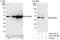 Family With Sequence Similarity 76 Member B antibody, A303-369A, Bethyl Labs, Western Blot image 