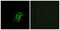 Olfactory Receptor Family 8 Subfamily B Member 4 (Gene/Pseudogene) antibody, PA5-39858, Invitrogen Antibodies, Immunofluorescence image 