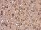 EH Domain Containing 4 antibody, NBP2-16287, Novus Biologicals, Immunohistochemistry frozen image 