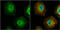 MCL1 Apoptosis Regulator, BCL2 Family Member antibody, GTX102026, GeneTex, Immunofluorescence image 