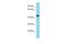 Ssu-2 Homolog antibody, PA5-70918, Invitrogen Antibodies, Western Blot image 