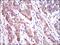 ABCC4 antibody, GTX60796, GeneTex, Immunohistochemistry paraffin image 