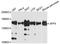 AF4/FMR2 Family Member 4 antibody, A4644, ABclonal Technology, Western Blot image 