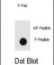 SH3 Domain Containing GRB2 Like, Endophilin B1 antibody, abx032073, Abbexa, Dot Blot image 