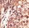 CAMP Responsive Element Binding Protein 3 Like 1 antibody, LS-C100476, Lifespan Biosciences, Immunohistochemistry paraffin image 