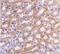 Interferon Regulatory Factor 3 antibody, NBP1-76597, Novus Biologicals, Immunohistochemistry frozen image 