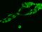 Serine And Arginine Rich Splicing Factor 10 antibody, 204417-T02, Sino Biological, Immunohistochemistry frozen image 