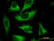 Calpastatin antibody, LS-C196815, Lifespan Biosciences, Immunofluorescence image 