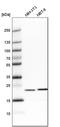 TAGLN2 antibody, HPA001925, Atlas Antibodies, Western Blot image 
