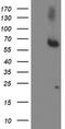 Acyl-CoA Synthetase Medium Chain Family Member 5 antibody, TA504514S, Origene, Western Blot image 