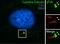 Tubulin Gamma 1 antibody, 15176-1-AP, Proteintech Group, Immunofluorescence image 