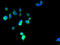 Phosphatidylinositol Glycan Anchor Biosynthesis Class Z antibody, A65878-100, Epigentek, Immunofluorescence image 