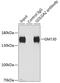 Golgin subfamily A member 2 antibody, GTX54142, GeneTex, Immunoprecipitation image 