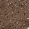 S100 Calcium Binding Protein B antibody, NBP1-87102, Novus Biologicals, Immunohistochemistry frozen image 