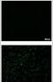 Mal, T Cell Differentiation Protein antibody, PA5-32199, Invitrogen Antibodies, Immunofluorescence image 