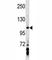 Axin 1 antibody, F45423-0.4ML, NSJ Bioreagents, Western Blot image 