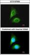 Serine/threonine-protein kinase 24 antibody, GTX107500, GeneTex, Immunofluorescence image 