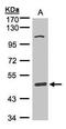 Scavenger Receptor Class A Member 3 antibody, PA5-21327, Invitrogen Antibodies, Western Blot image 
