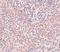 Nanog Homeobox antibody, NBP1-77109, Novus Biologicals, Immunohistochemistry paraffin image 