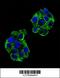 PON2 antibody, 62-040, ProSci, Immunofluorescence image 