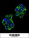 Paraoxonase 2 antibody, 62-040, ProSci, Immunofluorescence image 