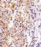 Fc Fragment Of IgE Receptor Ig antibody, MBS9203246, MyBioSource, Immunohistochemistry paraffin image 