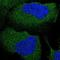 Thiamin Pyrophosphokinase 1 antibody, NBP1-83151, Novus Biologicals, Immunofluorescence image 