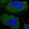 Thiamin pyrophosphokinase 1 antibody, NBP1-83151, Novus Biologicals, Immunofluorescence image 