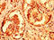 Ring Finger Protein 168 antibody, LS-C674478, Lifespan Biosciences, Immunohistochemistry paraffin image 