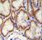 Cut Like Homeobox 1 antibody, LS-C167162, Lifespan Biosciences, Immunohistochemistry paraffin image 