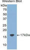 TIMP Metallopeptidase Inhibitor 2 antibody, LS-C296671, Lifespan Biosciences, Western Blot image 