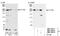 Cytoskeleton Associated Protein 5 antibody, NBP1-06513, Novus Biologicals, Western Blot image 