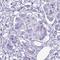 Amylase Alpha 1C (Salivary) antibody, HPA046980, Atlas Antibodies, Immunohistochemistry frozen image 