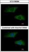 Interferon Alpha 2 antibody, NBP2-42866, Novus Biologicals, Immunofluorescence image 