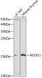 RNA Polymerase II Subunit J antibody, GTX54570, GeneTex, Western Blot image 