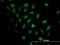 MX Dynamin Like GTPase 2 antibody, H00004600-B01P, Novus Biologicals, Immunofluorescence image 