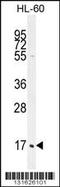 Complement C1q C Chain antibody, TA324448, Origene, Western Blot image 