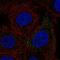 Fermitin Family Member 3 antibody, HPA065231, Atlas Antibodies, Immunocytochemistry image 